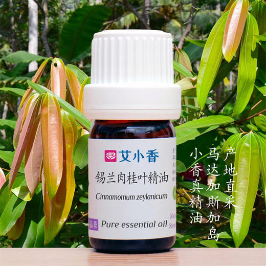 锡兰肉桂叶精油 温暖香氛提振冬日辛香热感 马达加斯加岛产地 商品图0