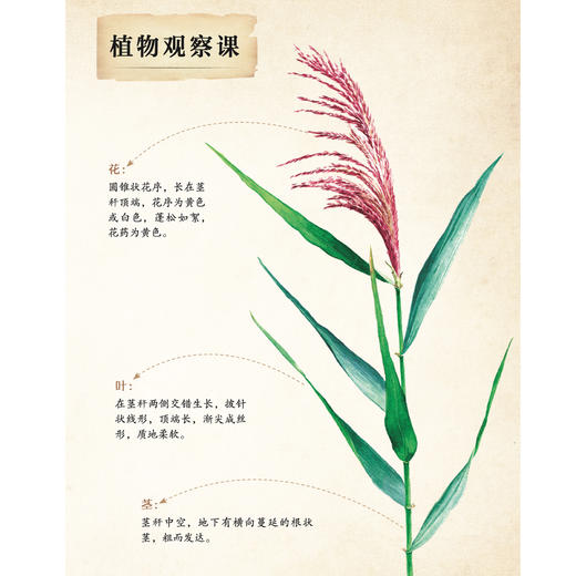 《和孩子一起认识中国植物》（全3册） 商品图6