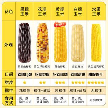 十月稻田 水果甜玉米 8根 3.52斤 真空开袋即食 低脂早餐 粗粮礼盒 /粮油调味 /杂粮 /谷米类 商品图6