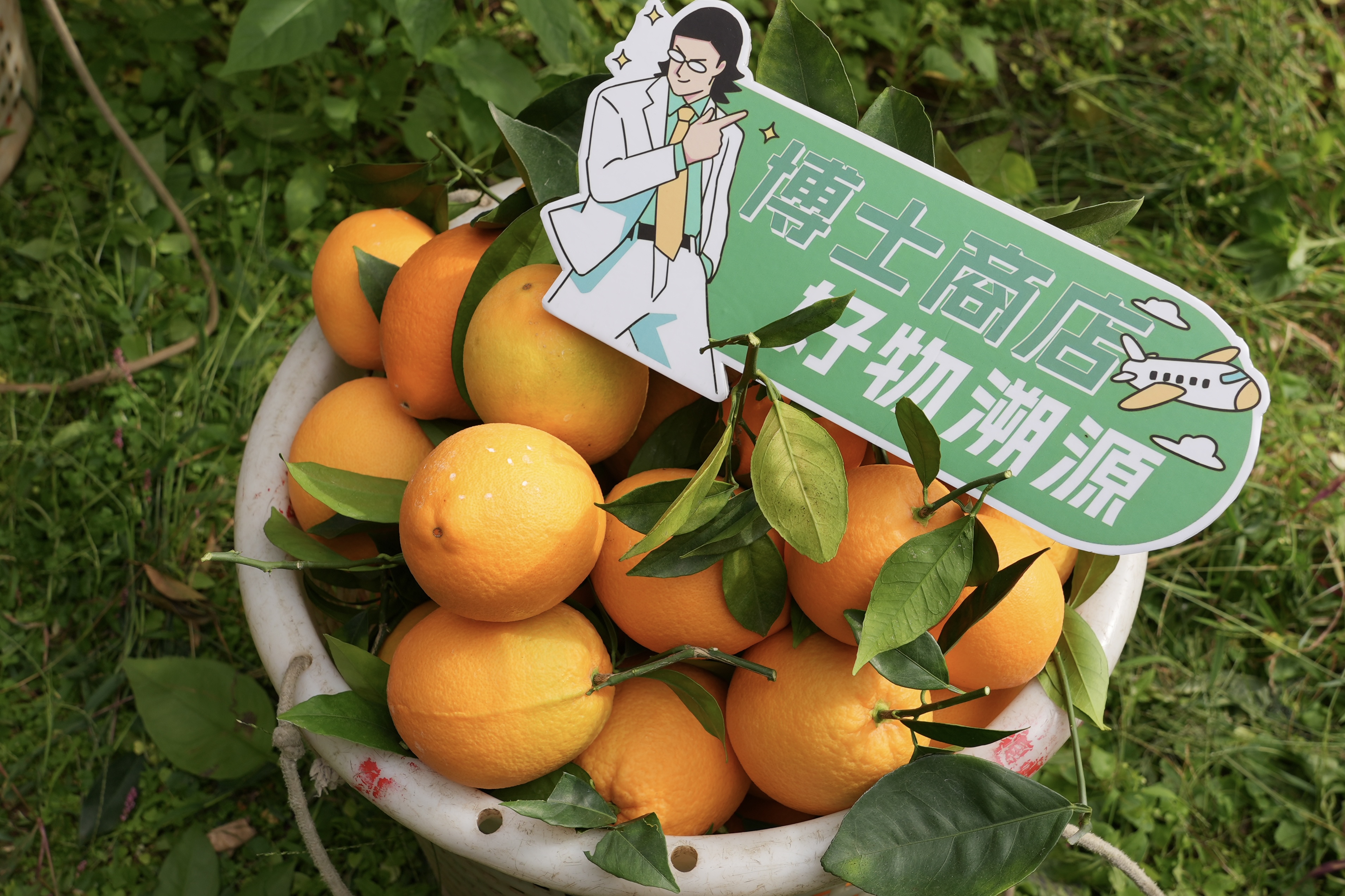 博士溯源丨江西赣南脐橙