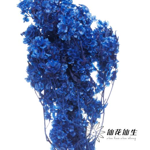 永生花材 | 迎客豆宝蓝 商品图1