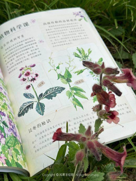 和孩子一起认识中国植物（套装3册） 商品图5