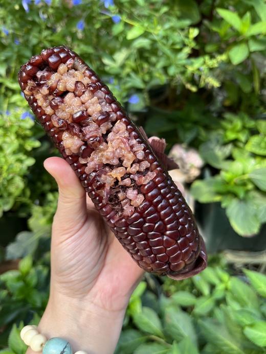 合作 | 有机黑糯玉米 一袋（2根） 商品图3