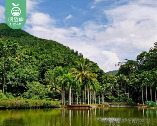 【厦门直飞版纳】6天5晚闽南自组15人纯玩小团云南版纳成人/1位【叼生活】 商品图2