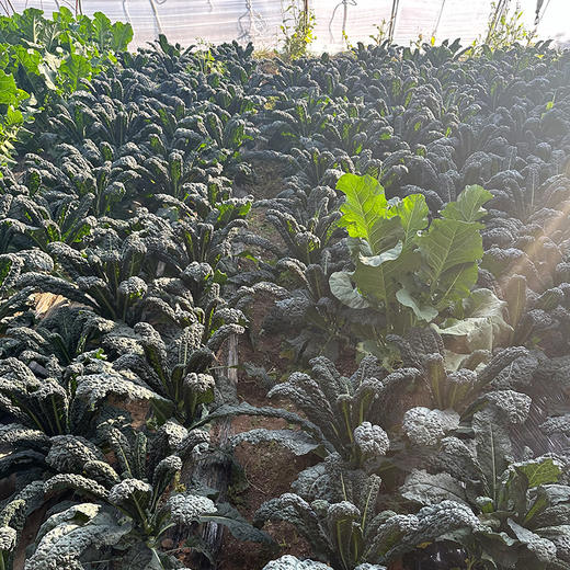 北京本地新鲜皱叶菜 特色蔬菜  清新鲜嫩 柔和清甜 适合清炒火锅 
 300g 商品图1