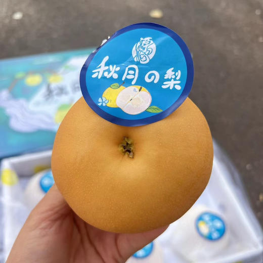 正宗冰糖秋月梨 商品图5