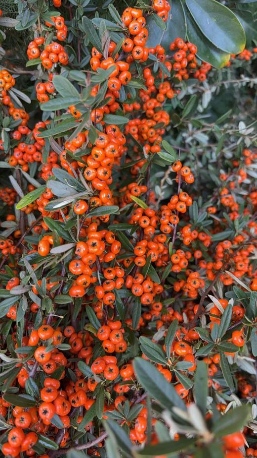 火把果 商品图0