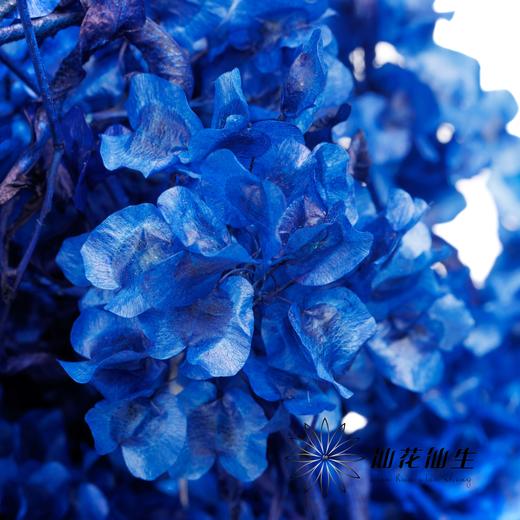 永生花材 | 迎客豆宝蓝 商品图2