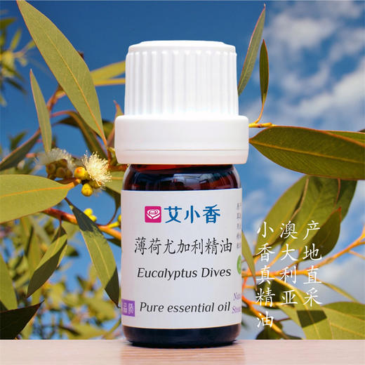 薄荷尤加利精油 澳洲产地直采 强劲清凉空间净化 商品图0