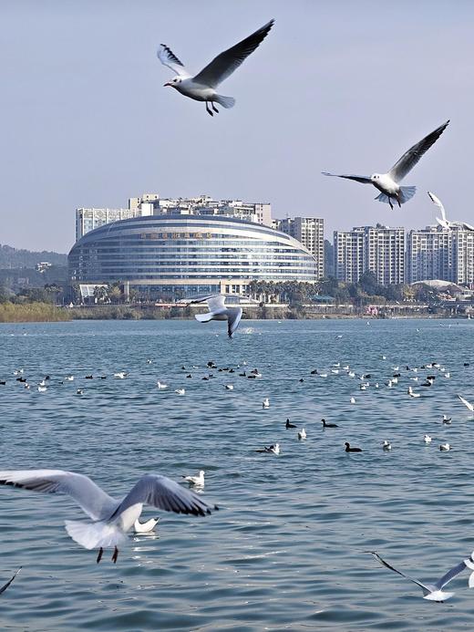 元旦1.1【绵阳·“鳞潜羽翔”地理自然主题一日营】三江湖湿地公园海鸥观测、寻龙山天然溶洞地质探秘、龙隐山民俗文化体验 商品图1