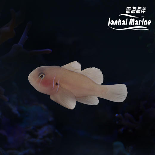 蓝线灰蟋蟀 商品图0