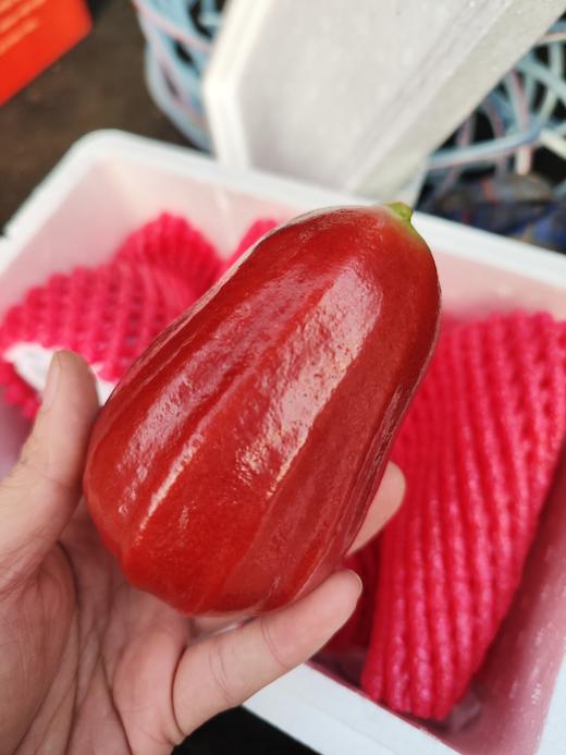 海南补水莲雾特大果，脆爽多汁，清脆爽甜 商品图8