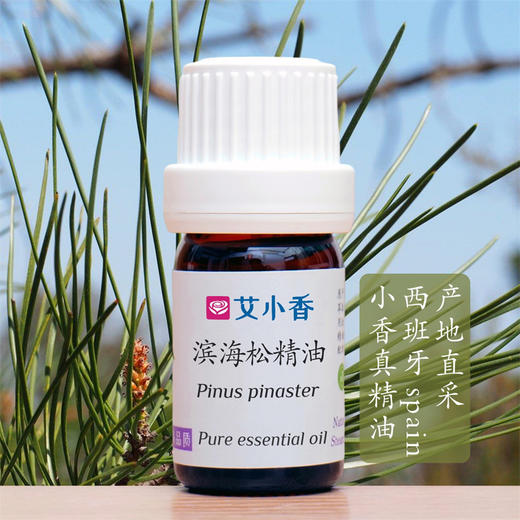 滨海松精油 西班牙产地直采 气味轻盈清新活力提振 商品图0