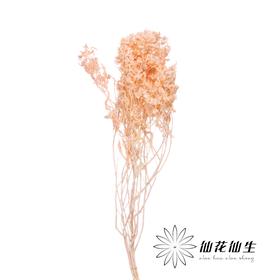 永生花材 | 迎客豆肉粉