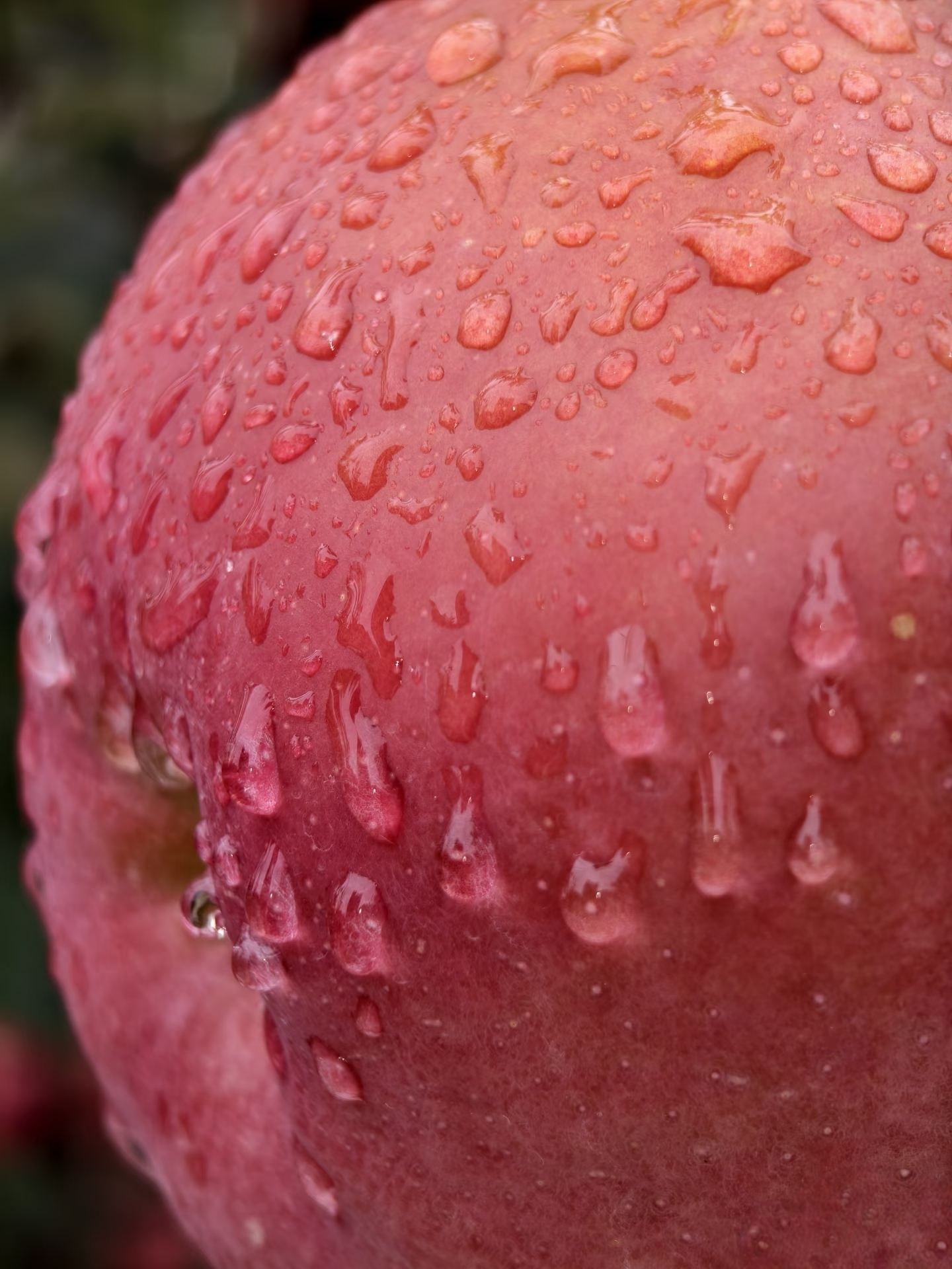 超实惠红苹果36枚装新鲜上市酸甜可口现货直发