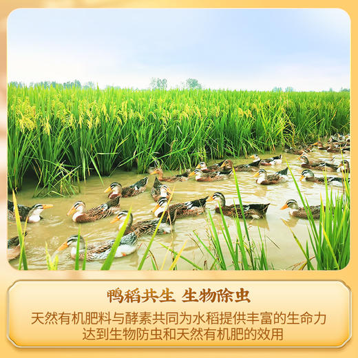 【颗粒饱满香软筋道软糯甘甜】五常大米长粒香大米真空东北大米10斤包邮。jb 商品图6