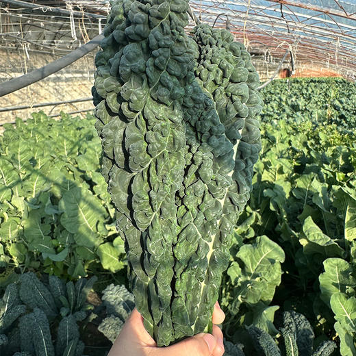 北京本地新鲜皱叶菜 特色蔬菜  清新鲜嫩 柔和清甜 适合清炒火锅 
 300g 商品图3