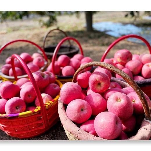 红苹果12枚尝鲜75-80酸甜可口脆甜多汁 商品图5