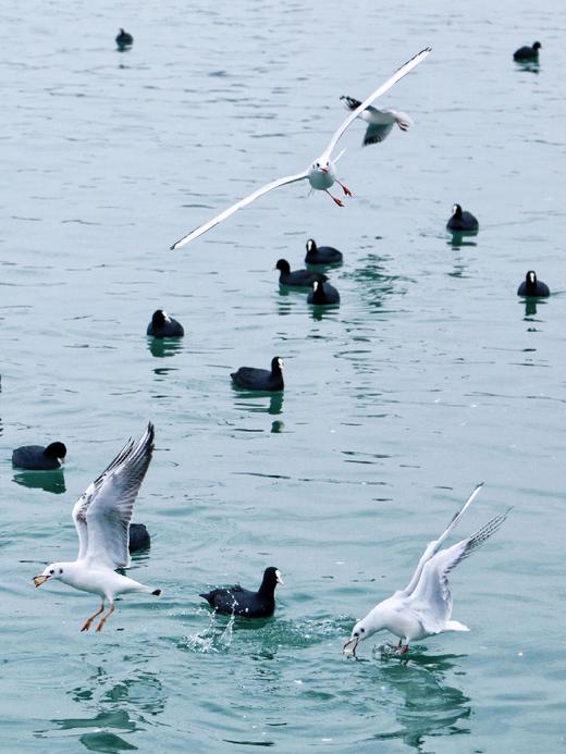 元旦1.1【绵阳·“鳞潜羽翔”地理自然主题一日营】三江湖湿地公园海鸥观测、寻龙山天然溶洞地质探秘、龙隐山民俗文化体验 商品图3