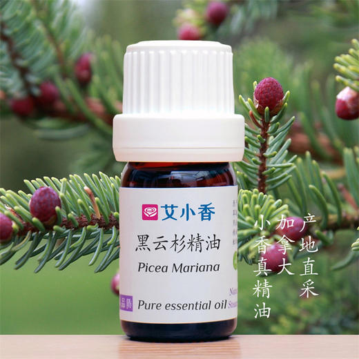 黑云杉精油 加拿大产地直采 松柏森林活力 自然木香提神 商品图0