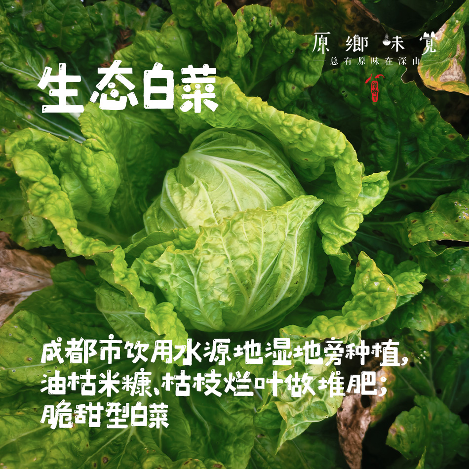 生态白菜/大白菜（基地直发-京东包邮）| 5斤/件，来自四川成都，生产者：胡雪梅【合作生产，公平贸易】