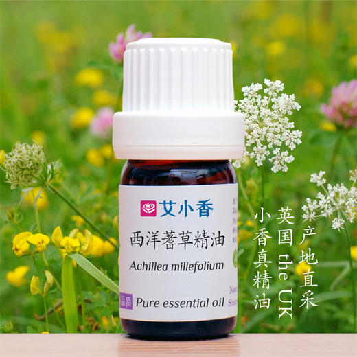 西洋蓍草精油  英国产地直采 蓝色天蓝烃精油 商品图0