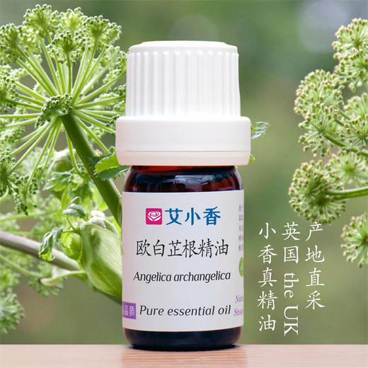 欧白芷根精油
英国产地直采 独特香气舒情绪 商品图0