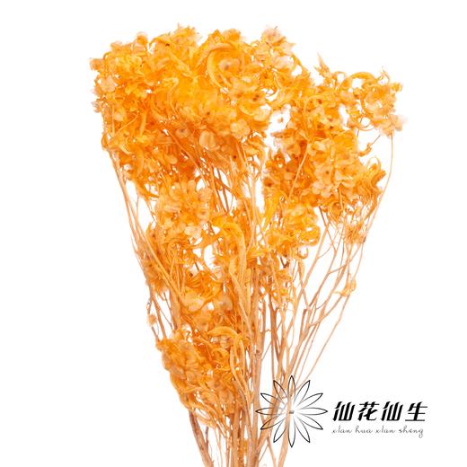 永生花材 | 迎客豆香槟 商品图1