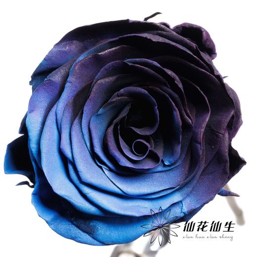 厄瓜多尔单头玫瑰 | 黑金沙 BLACK GALAXY 商品图3