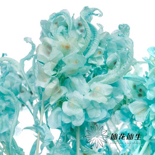 永生花材 | 迎客豆尼蓝色 商品图2