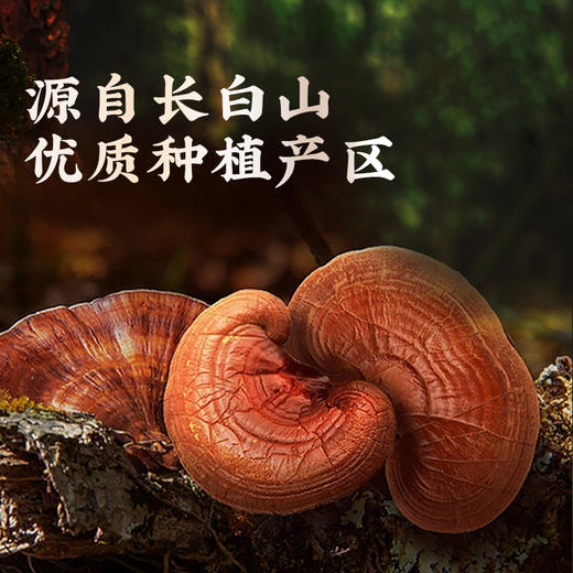 雷允上破壁灵芝孢子粉50g礼盒 商品图3