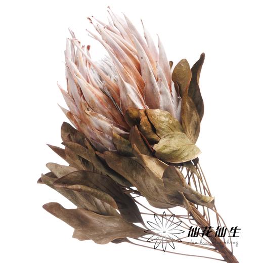 永生花材 | 永生帝王 商品图0