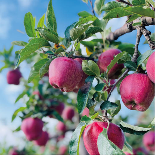 【京东快递】苹果红了 天水花牛苹果  净重4.5-5斤 一果两吃可脆可粉香气四溢 商品图1