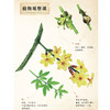 《和孩子一起认识中国植物》（全3册） 商品缩略图10