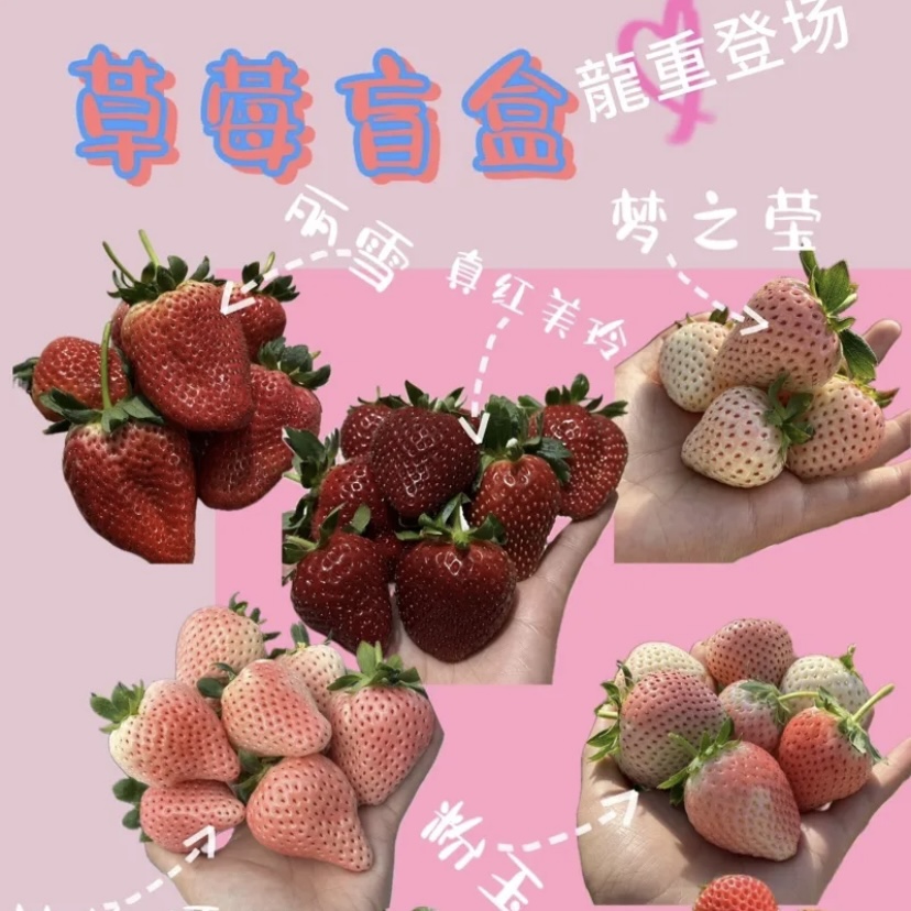 顺丰次日达丨草莓盲盒【随机多品种混搭大果，可留言许愿】
