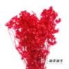 永生花材 | 迎客豆漂色红 商品缩略图1
