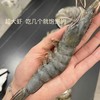【顺丰包邮】南海大虾南海纯净海域海捕野生大虾 活虾单只速冻 从捕捞到装箱不超过6小时 去冰去盒净重3斤 性价比直接拉满 顺丰基地直邮 商品缩略图5