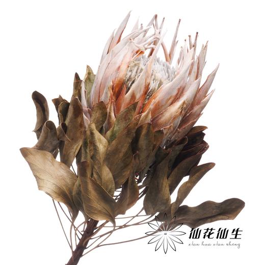 永生花材 | 永生帝王 商品图2
