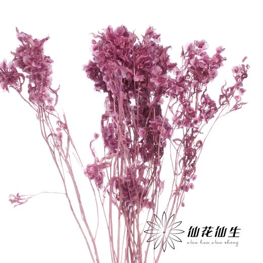 永生花材 | 迎客豆葡萄紫 商品图1