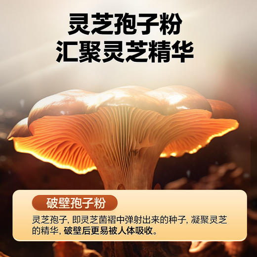 雷允上有机破壁灵芝孢子粉50g礼盒 商品图2