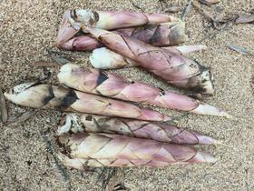 句容新鲜雷笋 顺丰包邮 现挖现发 5斤/箱