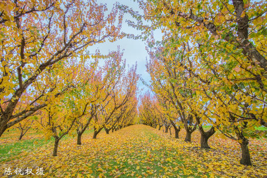 【4月限定·新西兰秋色深度摄影团】16天解锁南岛黄金光影，北岛静谧秋韵全收录 商品图1