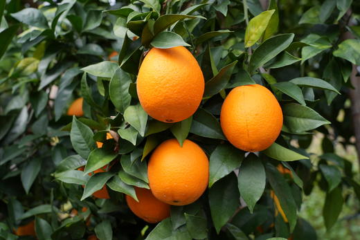 博士溯源丨江西赣南脐橙 商品图6