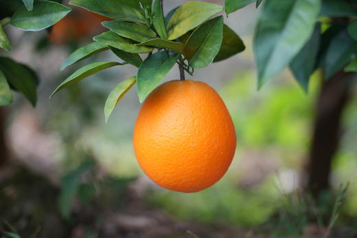 博士溯源丨江西赣南脐橙 商品图1