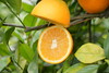 博士溯源丨江西赣南脐橙 商品缩略图3
