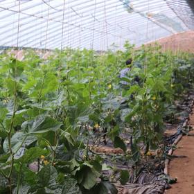 【2H公益时长】迎新年半日亲子营，灌香菇肠、学农知、种吉祥菜、认养吉祥盆栽、趣味滚轮胎、喂养小动物……快乐寻年记，寻觅田园味