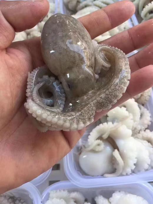 xm处理好的新鲜小章鱼，收到清洗即可烹饪-超热卖！！新鲜看得见 现捕现发，白灼、红烧、烧烤 是成就你一桌好菜的万能选手 商品图4