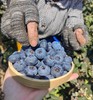 【纯甜L11】云南特级高山蓝莓18+顺丰包邮【标准125克/盒，非电商100克/盒】 商品缩略图4