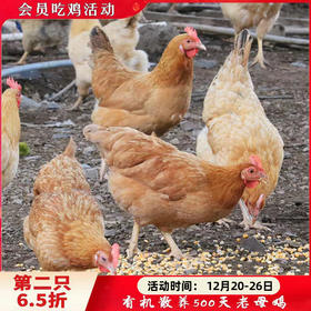 有机散养500天老母鸡（净重900g)【第2只6.5折】