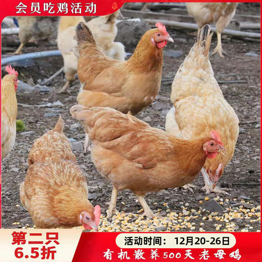 有机散养500天老母鸡（净重900g)【第2只6.5折】 商品图0
